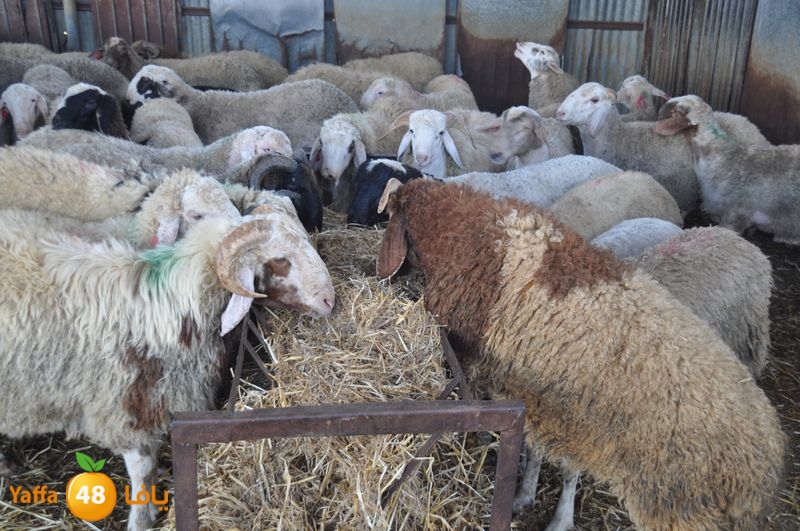 mal7ama lud 929 (12).JPG